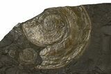 Plate of Jurassic Ammonite Fossils - Posidonia Shale, Germany #302964-3